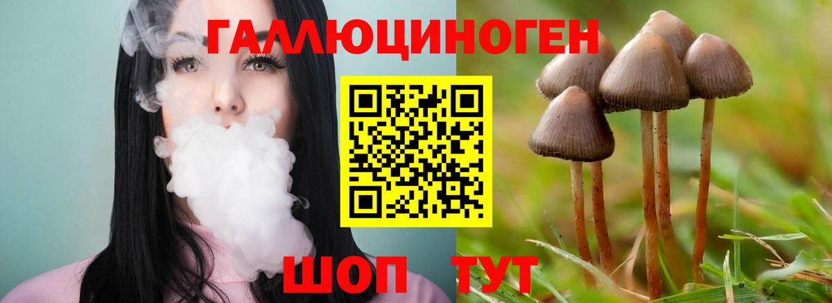 Галлюциногенные грибы Psilocybe Новотроицк